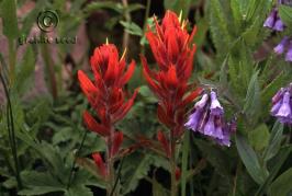 Castilleja linariifolia