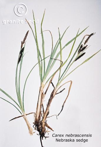 Carex nebrascensis