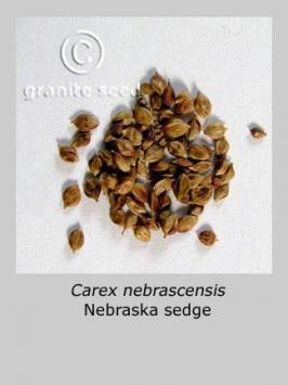 carex  nebrascensis  product gallery #2