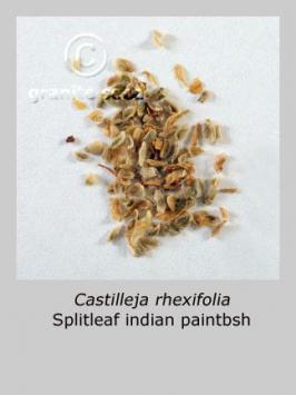 castilleja rhexiifolia  product gallery #2