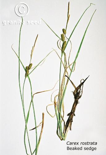 Carex rostrata