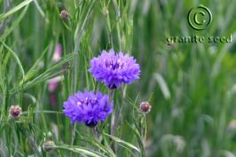 Centaurea cyanus