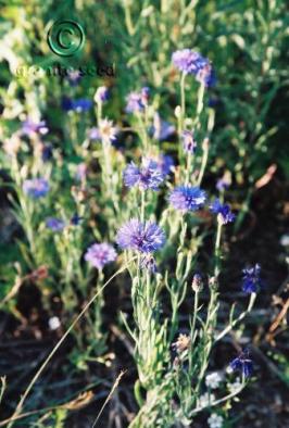 centaurea  cyanus  product gallery #2