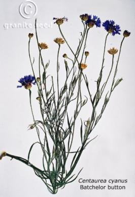 centaurea  cyanus  product gallery #3