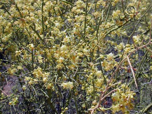 Parkinsonia florida