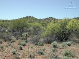 parkinsonia  florida  product gallery #2