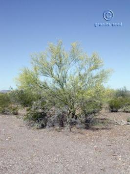 parkinsonia  florida  product gallery #3