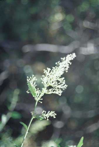 Ceanothus integerrimus