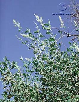 ceanothus  integerrimus  product gallery #4