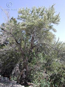 Cercocarpus ledifolius