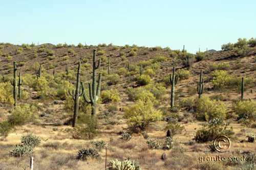 Parkinsonia microphylla