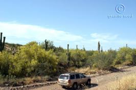 parkinsonia   microphylla  product gallery #2