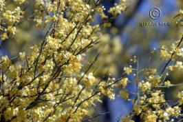 parkinsonia   microphylla  product gallery #3