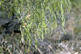 parkinsonia   microphylla  product gallery #4