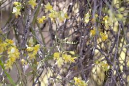 parkinsonia   microphylla  product gallery #5