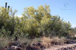 parkinsonia   microphylla  product gallery #8