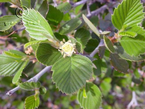 Cercocarpus montanus