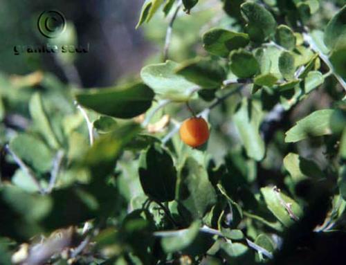 Celtis pallida