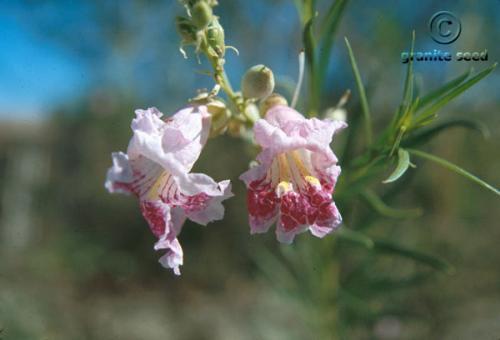 Chilopsis linearis