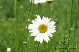 leucanthemum  maximum  product gallery #5