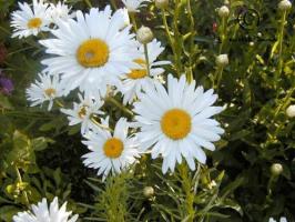 leucanthemum  maximum  product gallery #6