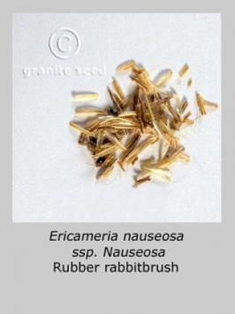 ericameria  nauseosa  product gallery #4