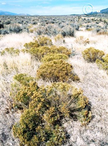 Chrysothamnus viscidiflorus