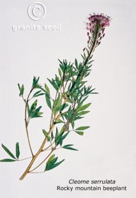 Cleome serrulata