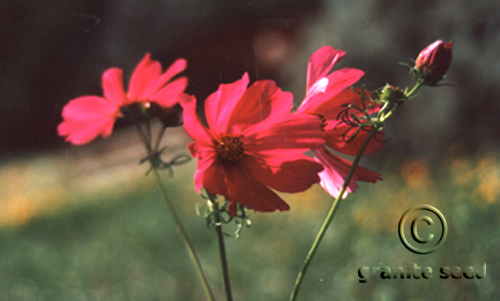 Cosmos bipinnatus