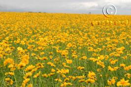 coreopsis  lanceolata  product gallery #1