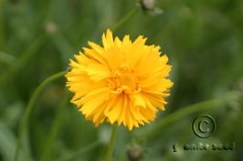 coreopsis  lanceolata  product gallery #2