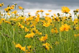 coreopsis  lanceolata  product gallery #3