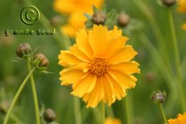 coreopsis  lanceolata  product gallery #4