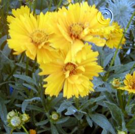 Coreopsis lanceolata