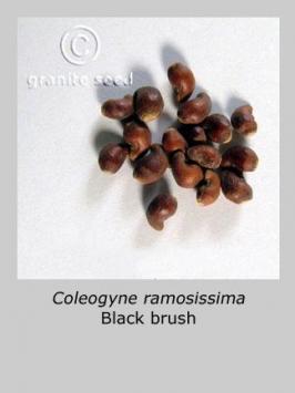 coleogyne  ramosissima  product gallery #3