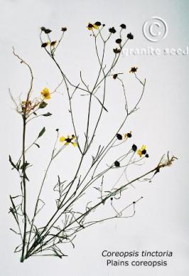 Coreopsis tinctoria