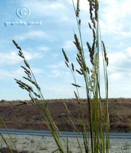 Dactylis glomerata