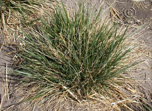 Deschampsia cespitosa