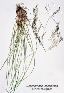 deschampsia  cespitosa  product gallery #2