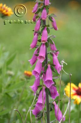 Digitalis purpurea