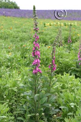 digitalis  purpurea  product gallery #4