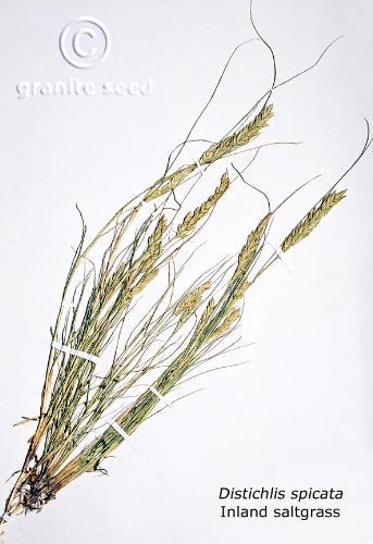 Distichlis spicata