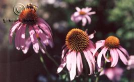 Echinacea purpurea