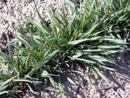 Elymus canadensis