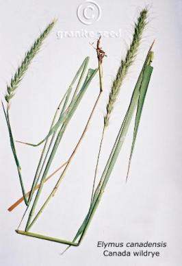 elymus  canadensis  product gallery #2