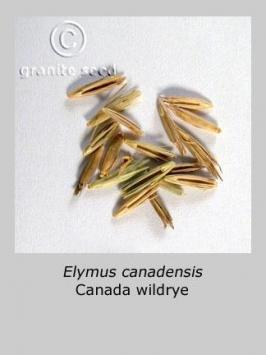 elymus  canadensis  product gallery #3