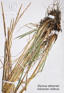 Elymus dahuricus