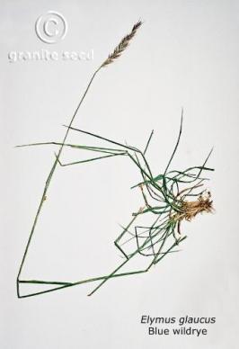 Elymus glaucus