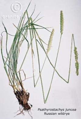 Psathyrostachys juncea