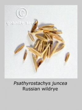 psathyrostachys  juncea  product gallery #2